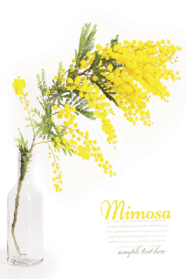 Открытка с конвертом "Mimosa"